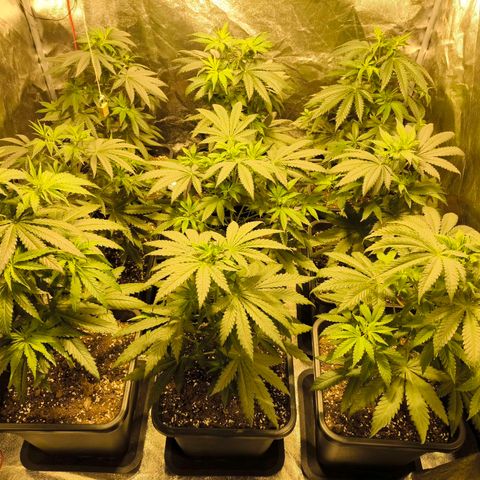 Strawberry Cough growlog timeline photo