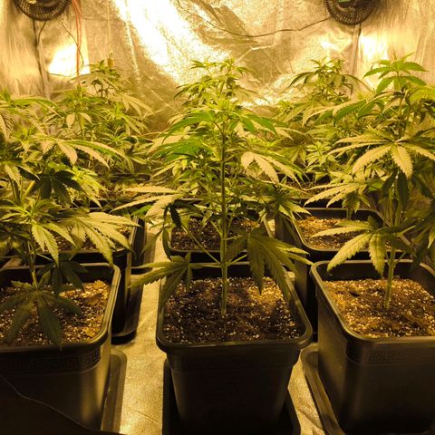 Strawberry Cough growlog timeline photo