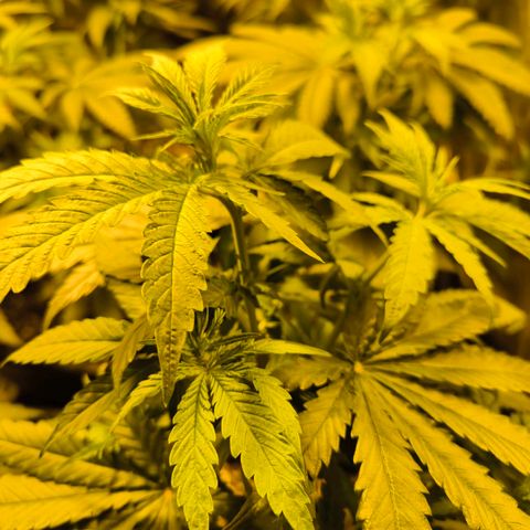 Strawberry Cough growlog timeline photo