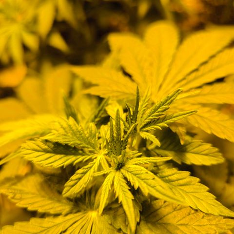 Strawberry Cough growlog timeline photo