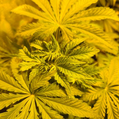 Strawberry Cough growlog timeline photo