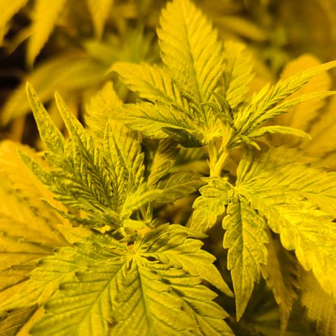 Strawberry Cough growlog timeline photo