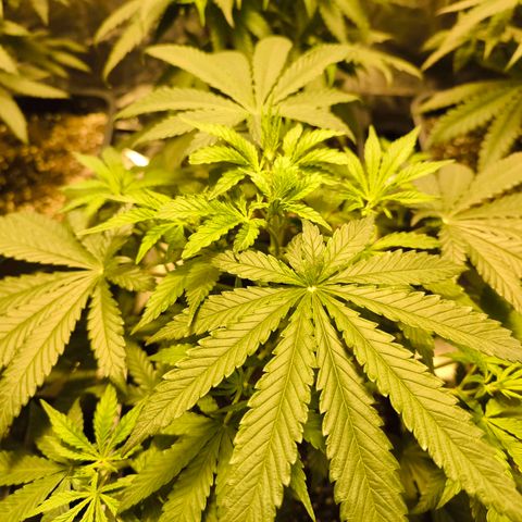 Strawberry Cough growlog timeline photo