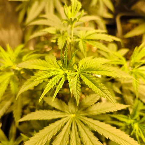 Strawberry Cough growlog timeline photo