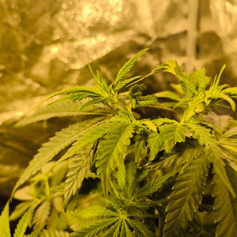 Strawberry Cough growlog timeline photo
