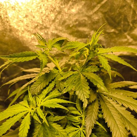 Strawberry Cough growlog timeline photo