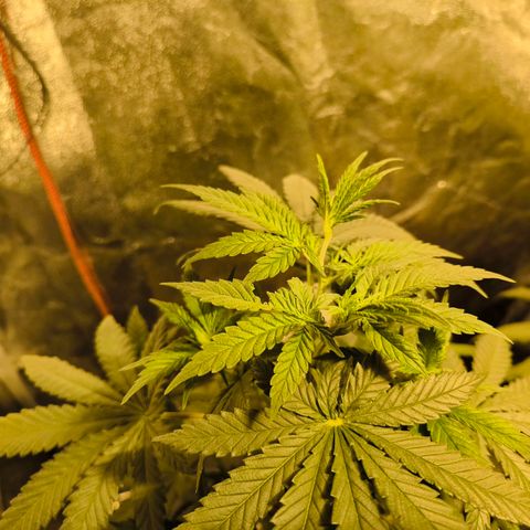 Strawberry Cough growlog timeline photo