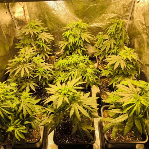 Strawberry Cough growlog timeline photo