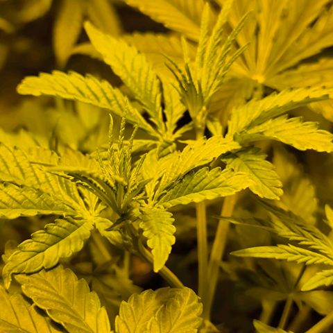 Strawberry Cough growlog timeline photo