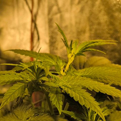 Strawberry Cough growlog timeline photo