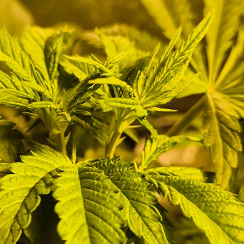 Strawberry Cough growlog timeline photo