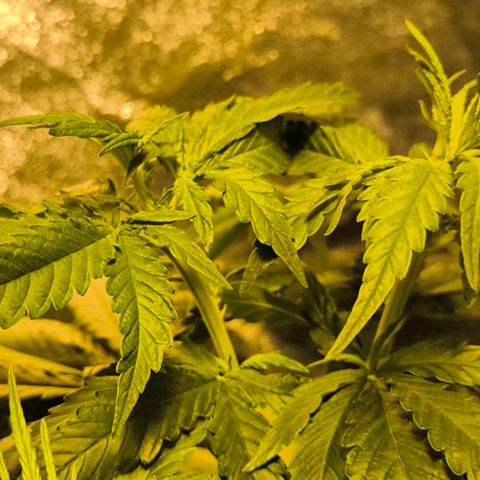 Strawberry Cough growlog timeline photo