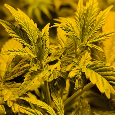 Strawberry Cough growlog timeline photo