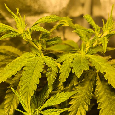 Strawberry Cough growlog timeline photo