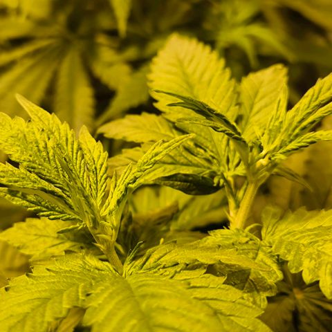Strawberry Cough growlog timeline photo