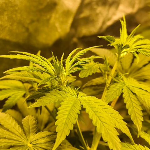 Strawberry Cough growlog timeline photo