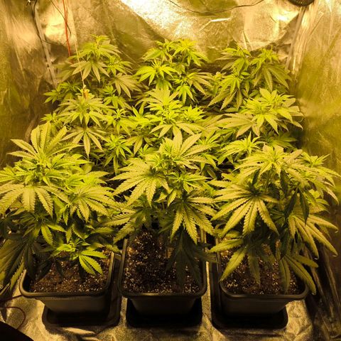 Strawberry Cough growlog timeline photo