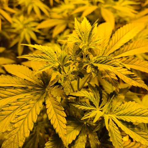 Strawberry Cough growlog timeline photo