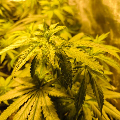 Strawberry Cough growlog timeline photo