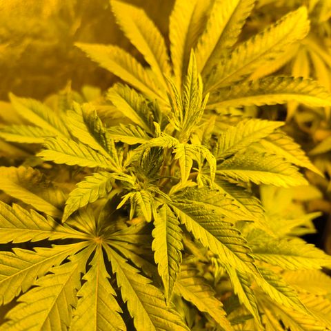 Strawberry Cough growlog timeline photo