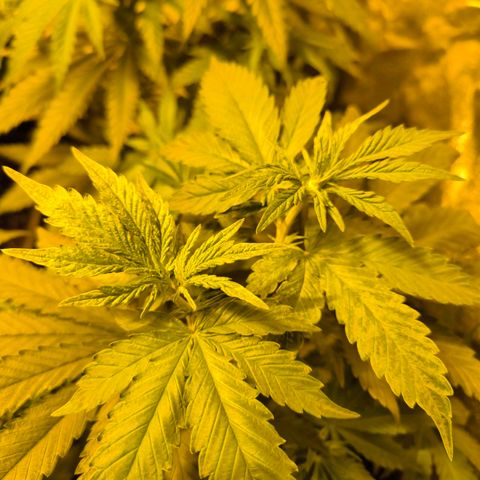Strawberry Cough growlog timeline photo