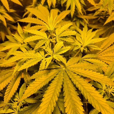 Strawberry Cough growlog timeline photo