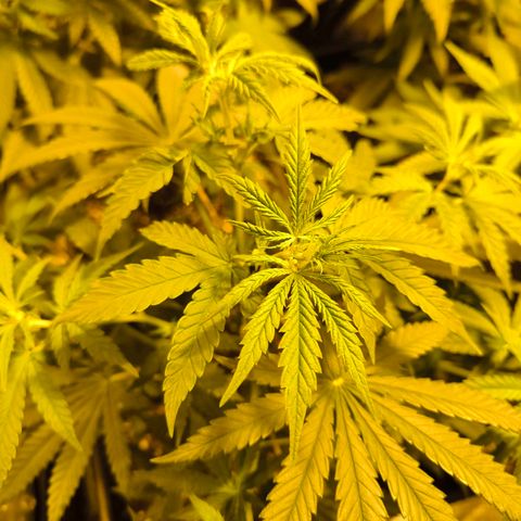 Strawberry Cough growlog timeline photo