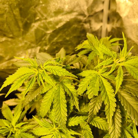 Strawberry Cough growlog timeline photo