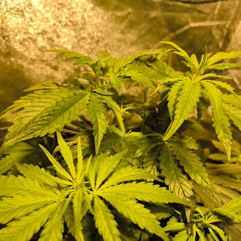 Strawberry Cough growlog timeline photo