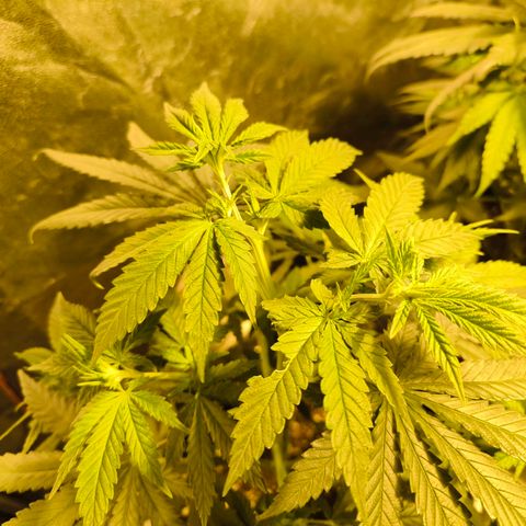 Strawberry Cough growlog timeline photo