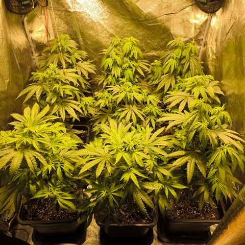 Strawberry Cough growlog timeline photo