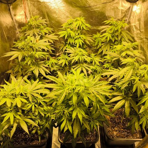 Strawberry Cough growlog timeline photo