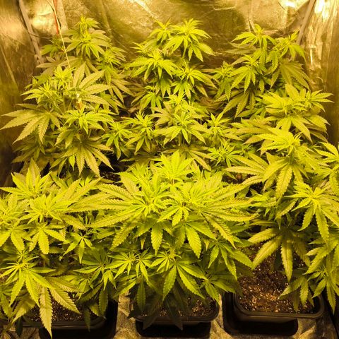 Strawberry Cough growlog timeline photo