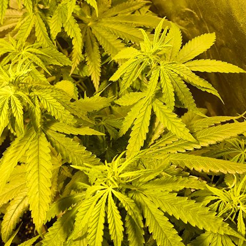 Strawberry Cough growlog timeline photo