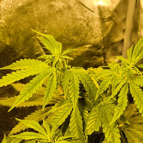 Strawberry Cough growlog timeline photo