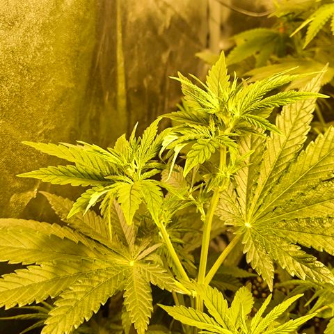 Strawberry Cough growlog timeline photo