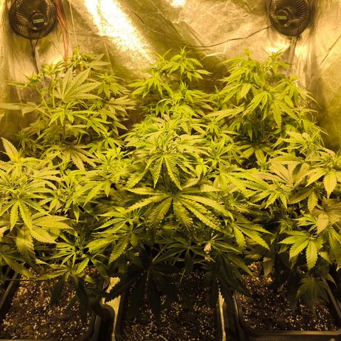 Strawberry Cough growlog timeline photo