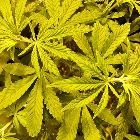 Strawberry Cough growlog timeline photo