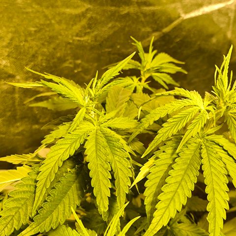 Strawberry Cough growlog timeline photo