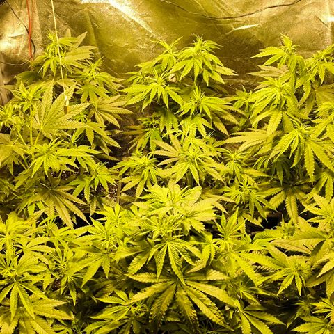 Strawberry Cough growlog timeline photo