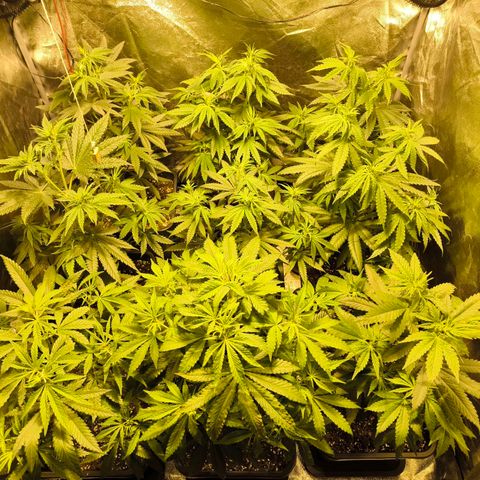 Strawberry Cough growlog timeline photo