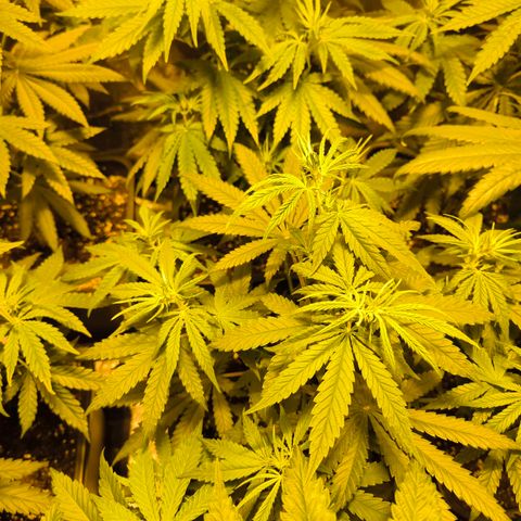 Strawberry Cough growlog timeline photo