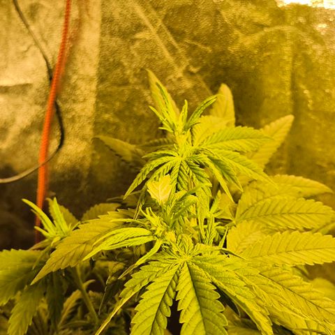 Strawberry Cough growlog timeline photo