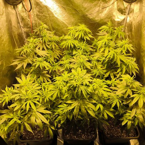 Strawberry Cough growlog timeline photo