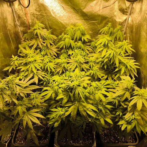 Strawberry Cough growlog timeline photo
