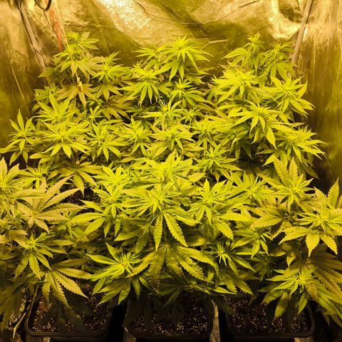 Strawberry Cough growlog timeline photo