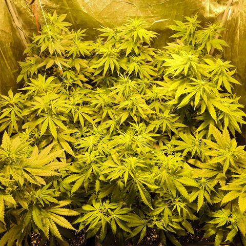 Strawberry Cough growlog timeline photo