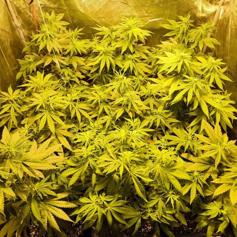 Strawberry Cough growlog timeline photo