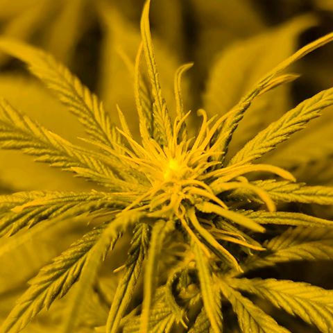 Strawberry Cough growlog photo: Es Beginnt