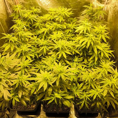 Strawberry Cough growlog timeline photo